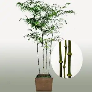 筇竹罗汉竹苗盆栽盆景竹观赏竹植物室内大客厅绿植大盆树易活好养