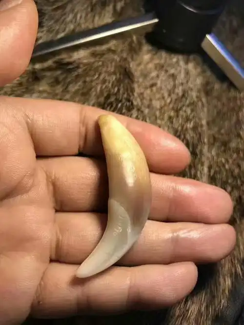 纯野生内蒙古狼牙.