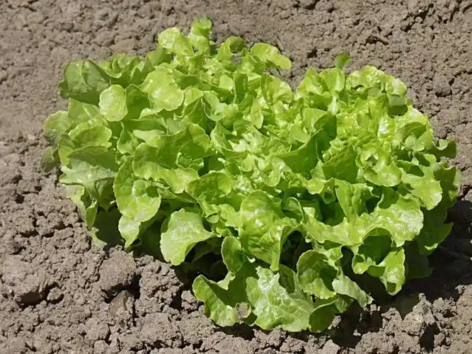 the 12 healthiest lettuces and leafy greens for you, ranked