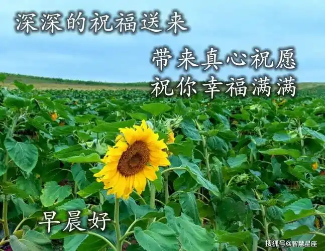 原创8张最美春日风景早安问候图片带字精选 春天早上好问候祝福图片带