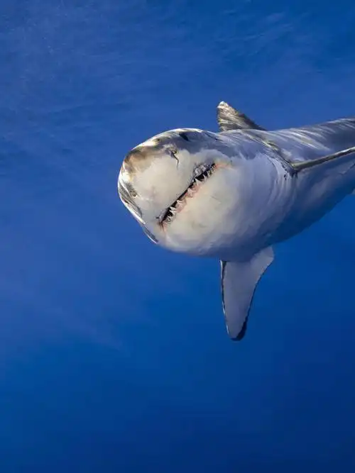 无人,竖图,正面,水下,鲨鱼,野生动物,墨西哥,捕食,鱼类,自然,动物