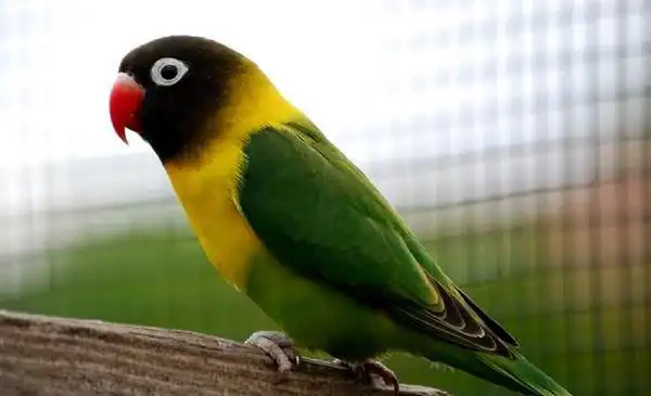 动物百科黑头牡丹鹦鹉鹦形草原攀禽