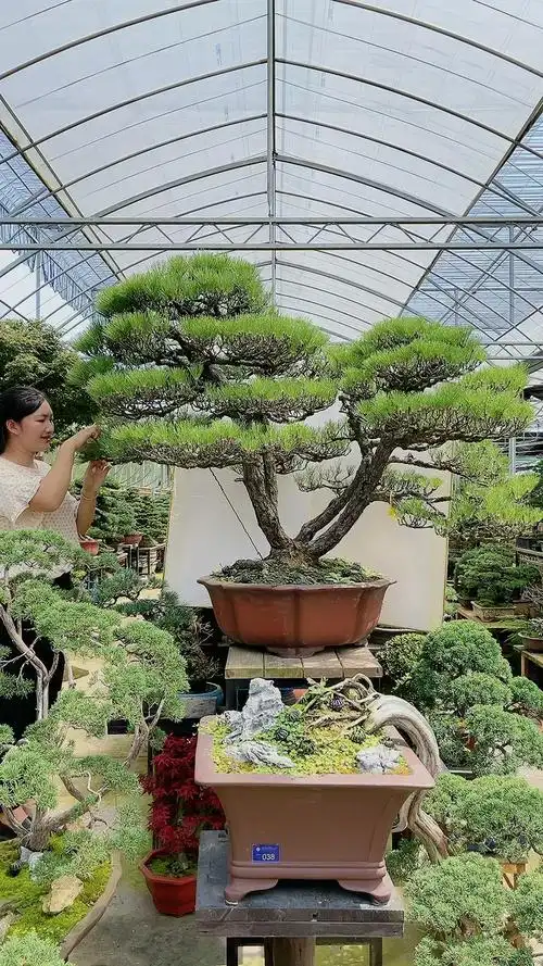 霸气十足一本多杆三河黑松