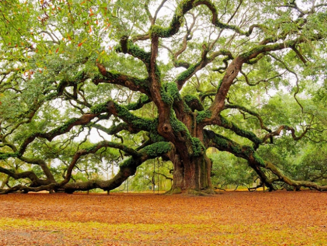 美图:一组奇形怪状的树木图片,让人不得不赞叹植物的顽强生命力