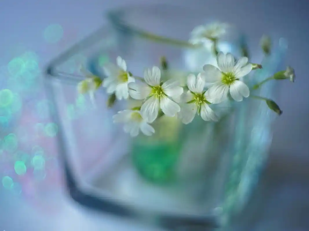 精致植物静物唯美高清桌面壁纸