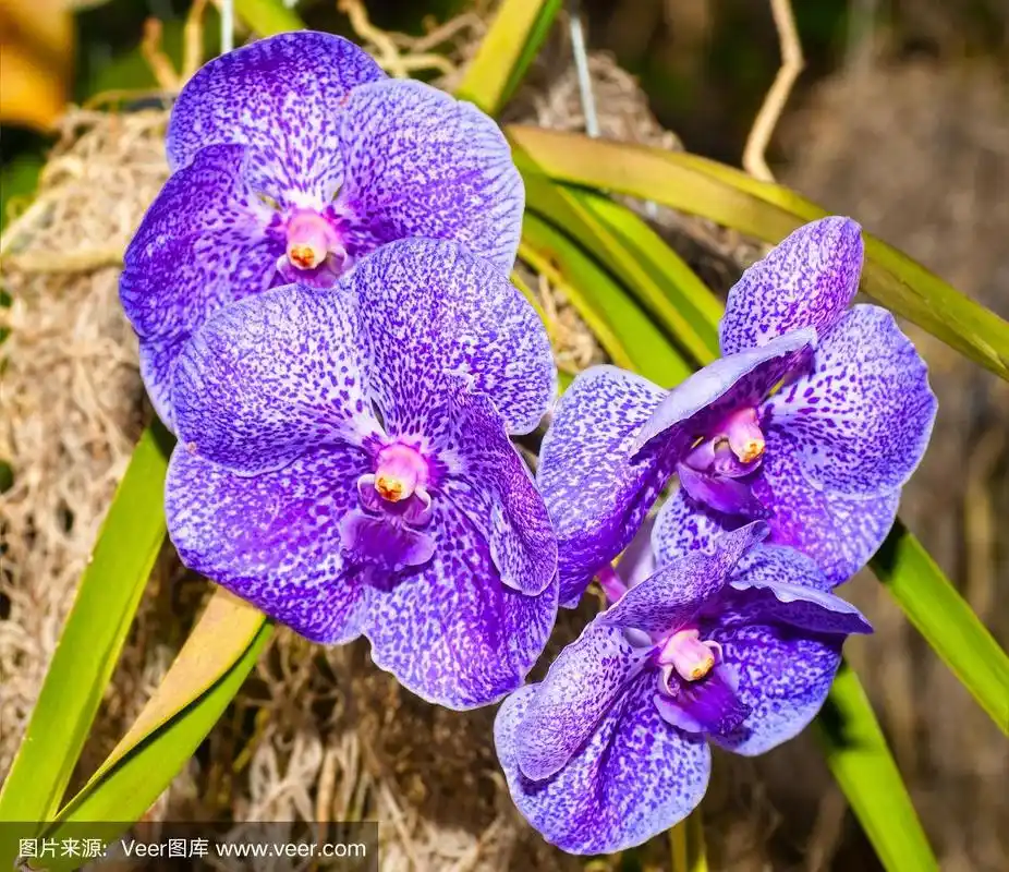万代兰花,万代兰属,自然,兰花,褐色