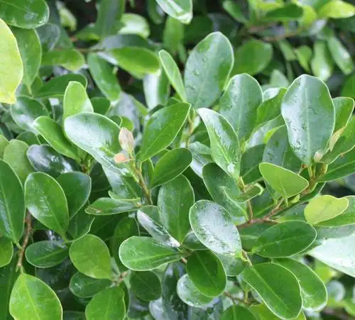 瓜子黄杨和小叶黄杨怎么区分