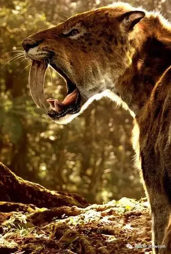 史前猛兽剑齿虎家族