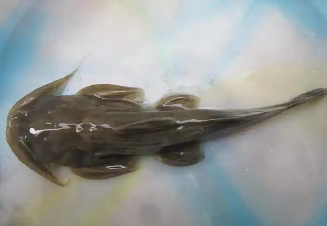 石爬鮡:淡水鱼类中的"贵族",以前卖到一斤上千元,如今吃不得