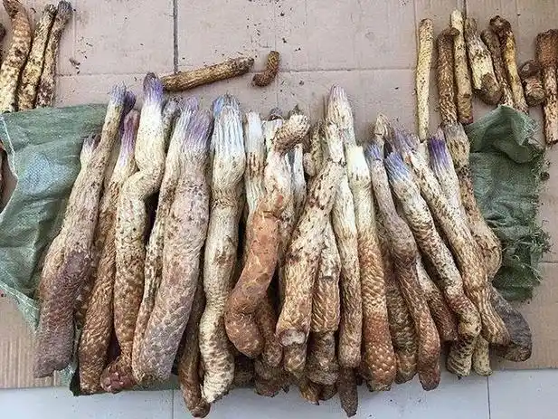 肉苁蓉的功效与作用