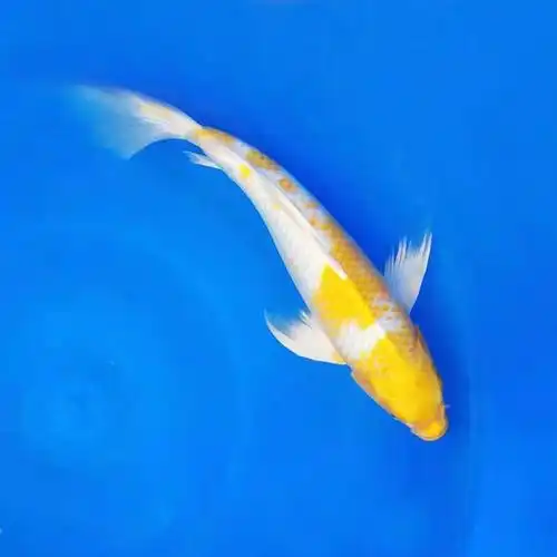 纯种锦鲤金镶玉鲤观赏鱼白金镶玉龙凤短尾冷淡水鱼招财风水鱼好养