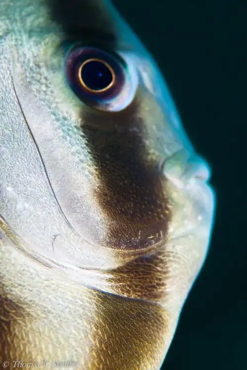 p>圆眼燕鱼(学名:platax orbicularis)又名 a href="#" data-lemmaid