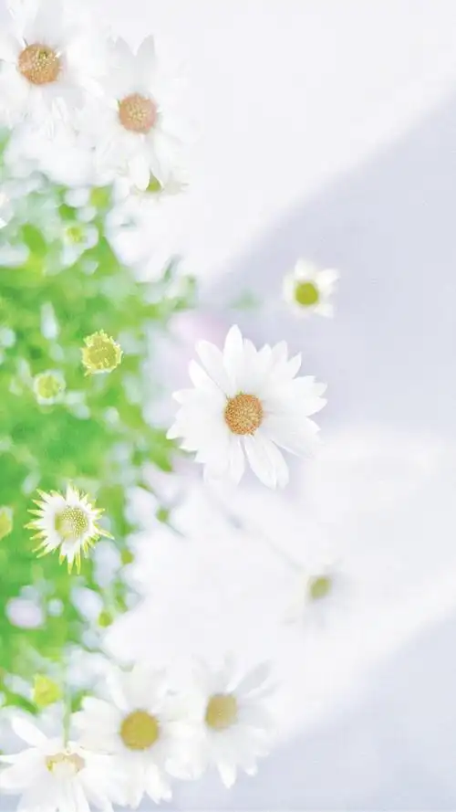 清新淡雅小雏菊微距摄影