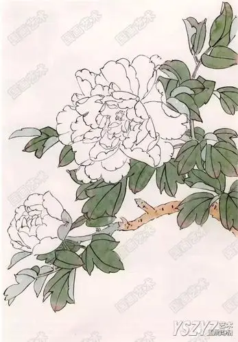 国画工笔牡丹画法步骤工笔牡丹花上色步骤