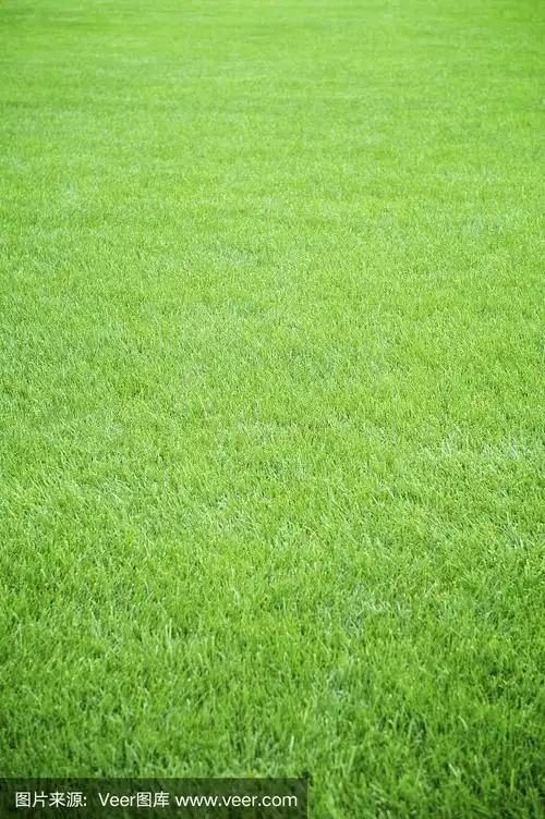 明亮的绿色草地背景垂直全框架