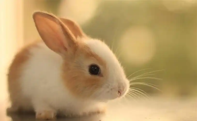 动物,兔子,乖巧,呆萌,动物超可爱的兔子