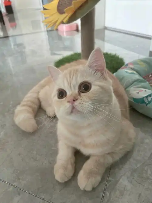 英短乳色     9个多月啦  我们家小美女