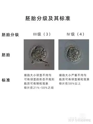 胚胎知多少鲜胚冻胚囊胚到底该怎么移植