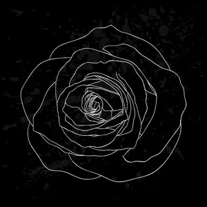 美丽的黑白玫瑰轮廓,在黑色上有灰色斑点照片