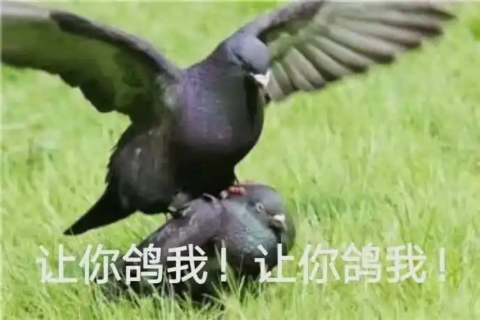 年轻人放鸽子专用表情包都是哥们儿姐妹我怎么会鸽你呢