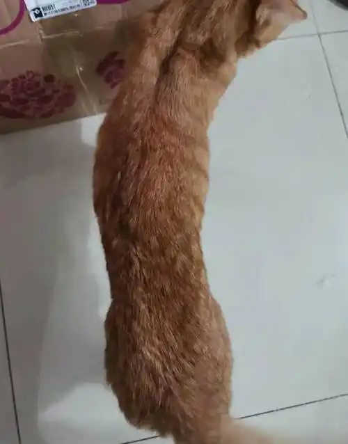 普通家长要了解什么_猫咪_症状_肠道