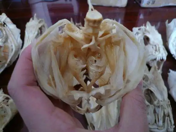 近年来收集的一些硬骨鱼头骨,祝大家年年有鱼~_头骨吧_百度贴吧