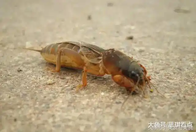 吉林蝲蛄为什么这么有名