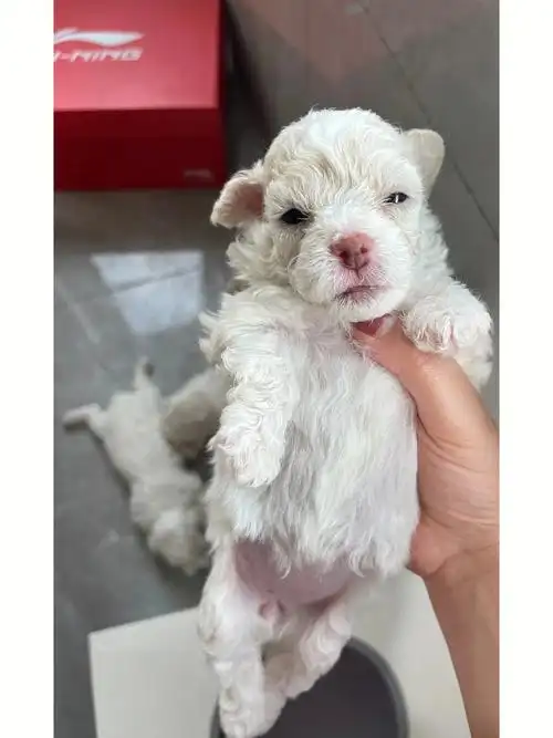 20天的比熊耳朵为啥越来越黄