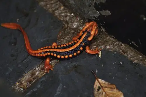 这是什么?吃些什么?生长在哪里?