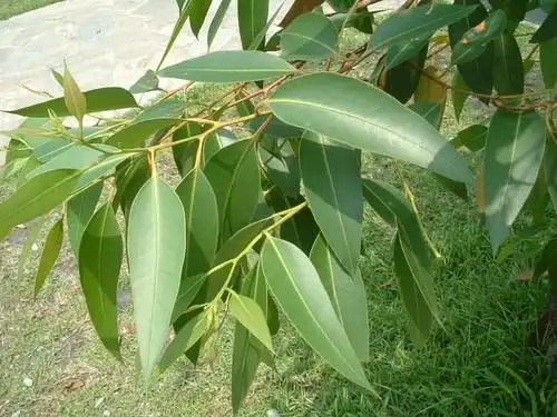 大叶桉 - 家居园艺 - 花卉网