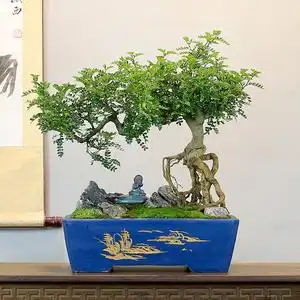 大型清香木盆栽老桩客厅办公桌书房室内阳台盆景绿植四季常青好养