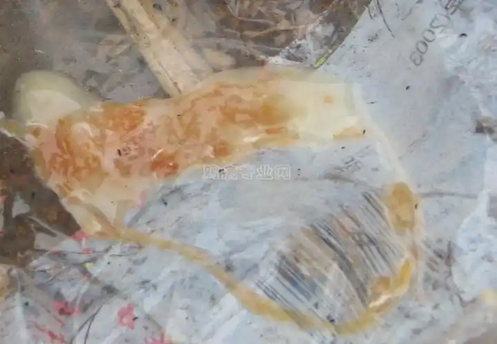 献上几抔典型的肠毒便便(高清)