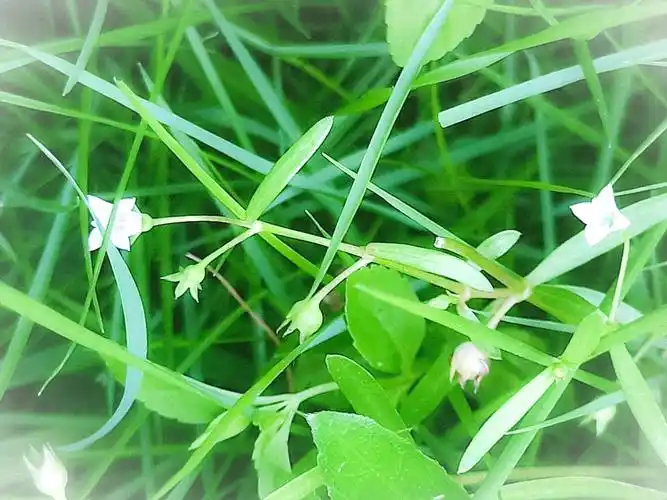 白蛇舌草,草药治病