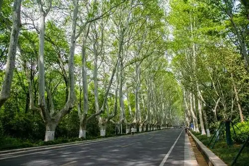 每当春天来临,这两株梧桐树便迫不及待地开花.