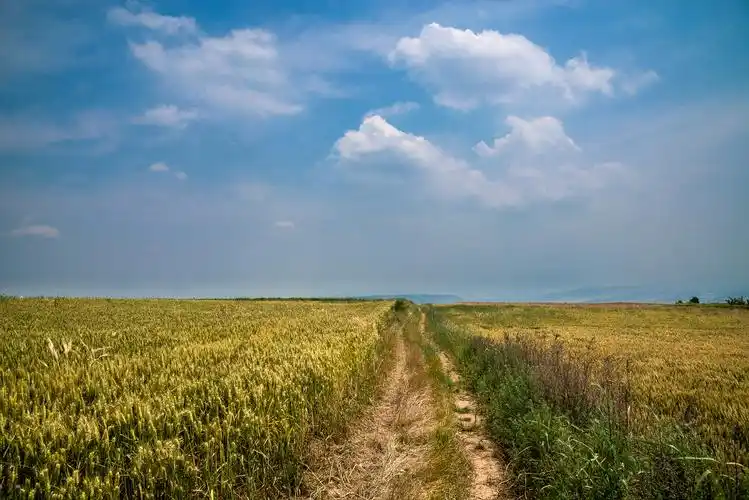 一组陕西关中平原上收麦前的景象