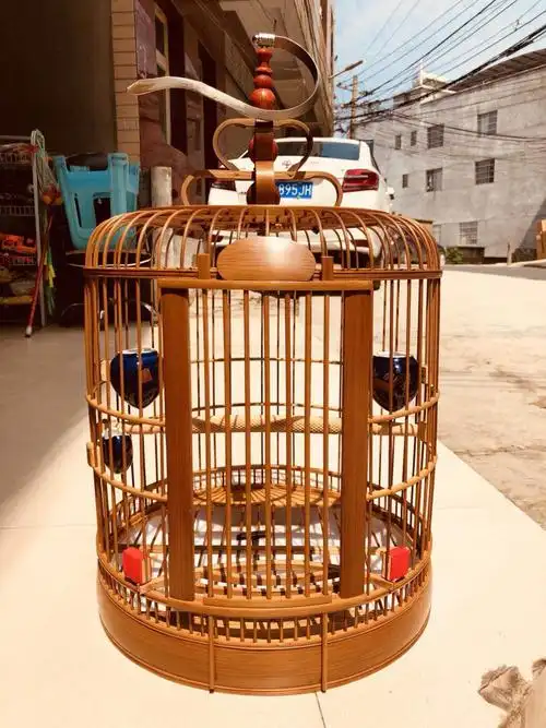 画眉鸟活体打鸟大额优惠券