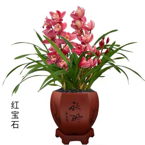 兰花苗 红宝石 四季兰 建兰室内客厅办公室盆栽绿植花卉 好养兰草