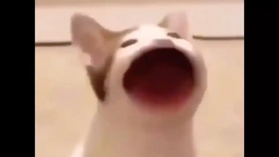 假如从popo猫的角度看学猫叫