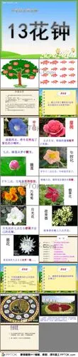13花钟小学五年级ppt