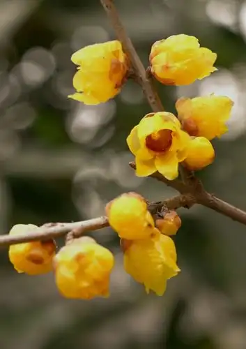 其它 蜡梅花开 写美篇  蜡梅/别名:金梅,腊梅,蜡花,麻木紫,唐梅,香梅