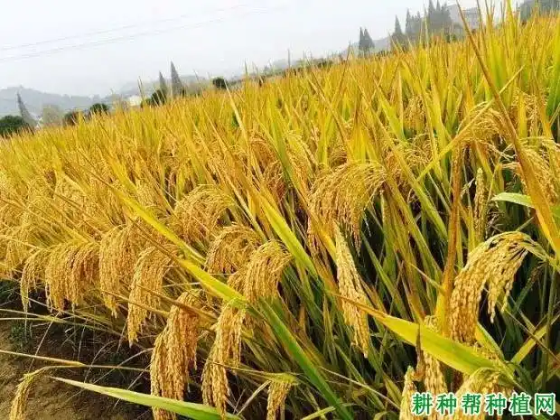 连粳7号水稻品种好不好