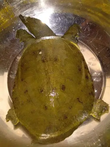 野生甲鱼,今天早上才抓到的,3斤的,有要的朋友和我联系