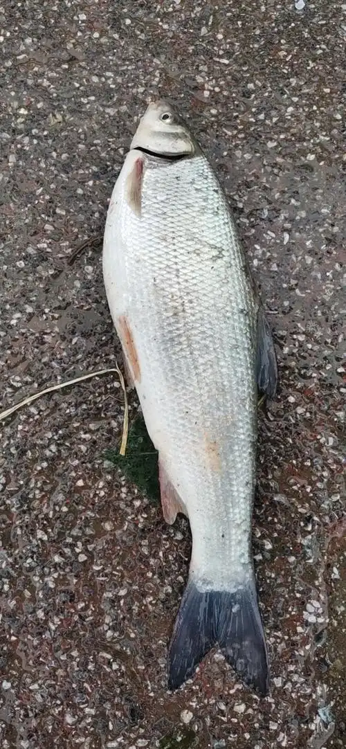 银鲴鱼………苏州的新鱼种!