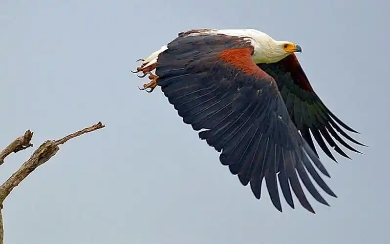 african fish eagle
