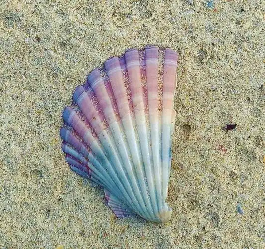 自然界中令人惊艳的发现,使人感到震撼!