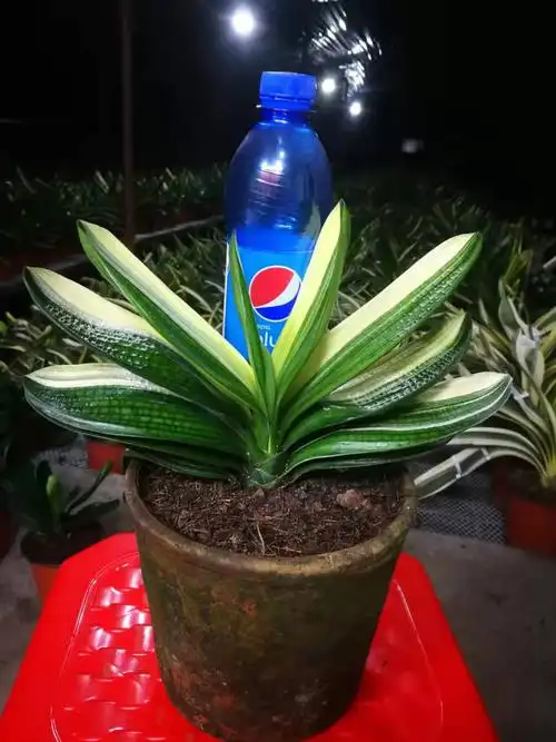 奉天彩兰苑彩色君子兰直播专拍下单链接--爱鉴花 智能清新生活