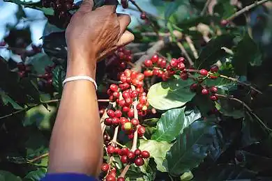 咖啡树图片_咖啡树图片大全_咖啡树图片素材