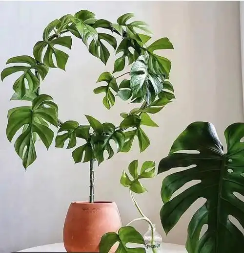 室内观叶盆栽姬龟背