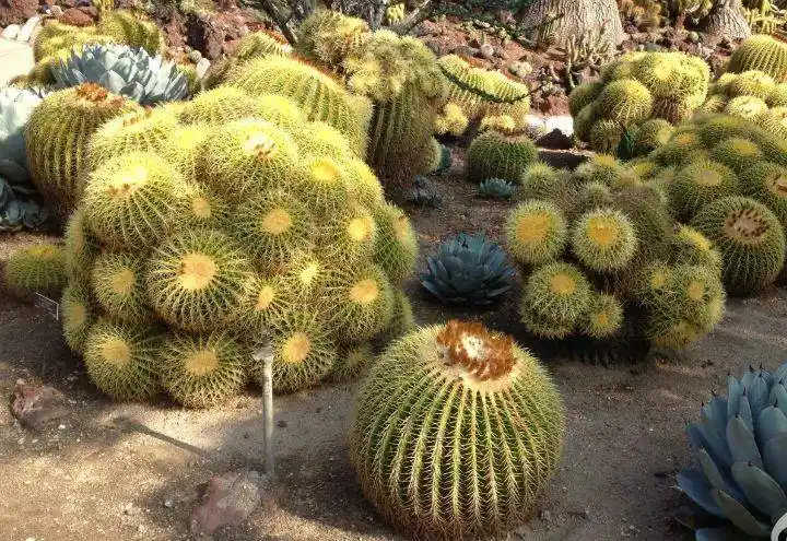 家里养盆"福禄寿",开的花绚丽多彩,天天都有好运气!