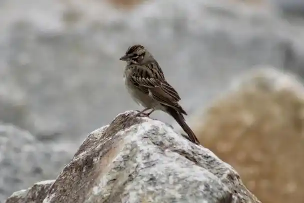 寻找天籁之声,如何挑选一只爱叫的云雀?